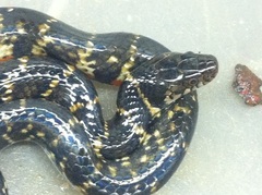 Erythrolamprus taeniogaster