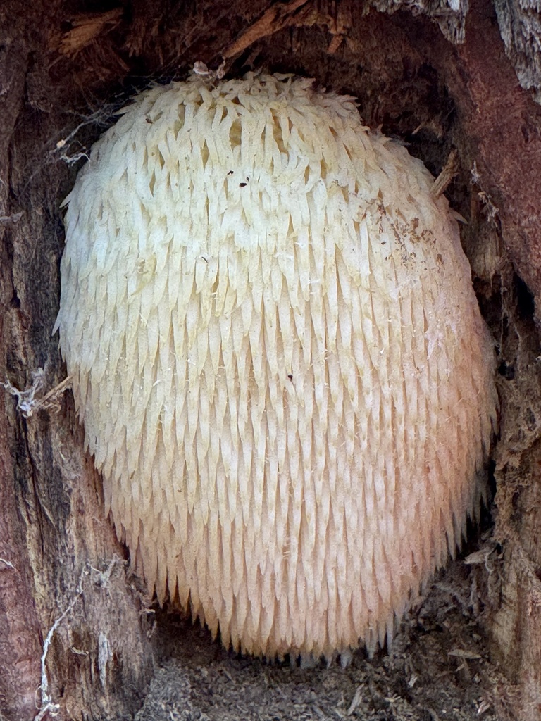 Hericium erinaceus · October 2025 · photo: © gwt2102 (iNaturalist, cc-by-nc)