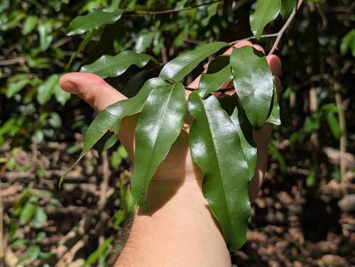Sideroxylon persimile observed 2025-10-29