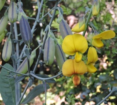 Crotalaria juncea