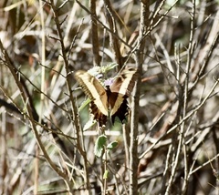 Heraclides andraemon