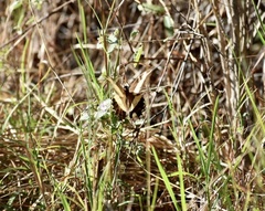 Heraclides andraemon