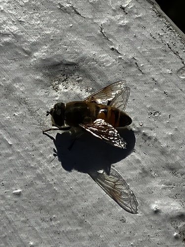 Unknown species found near Vermont, US