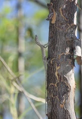 Anolis argenteolus