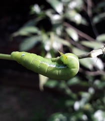 Daphnis nerii