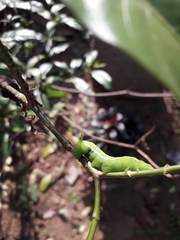 Daphnis nerii