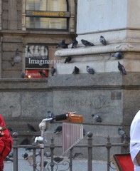 Columba livia domestica