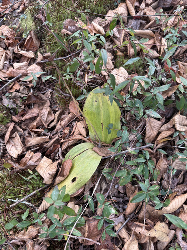 pink lady's slipper