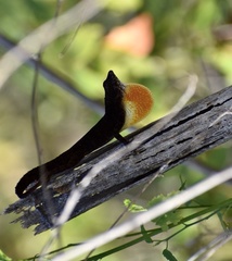 Anolis jubar oriens