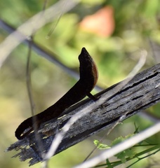 Anolis jubar oriens