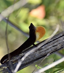 Anolis jubar oriens