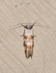 Palimmeces variegata