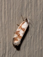 Palimmeces variegata