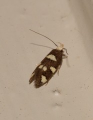 Limnaecia tetraplanetis