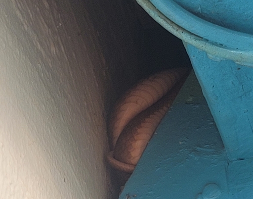 Brown Tree Snake sighting