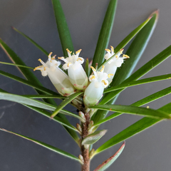 Cyathodes glauca