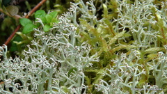 Cladonia arbuscula mitis