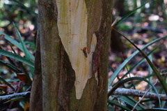 Sphaerodactylus glaucus