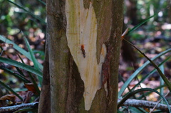 Sphaerodactylus glaucus