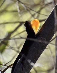 Anolis jubar oriens
