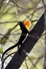 Anolis jubar oriens