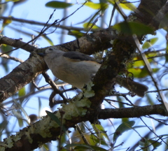 Baeolophus bicolor image