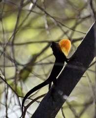 Anolis jubar oriens