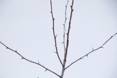 Crataegus chlorosarca