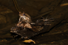 Litoria adelaidensis