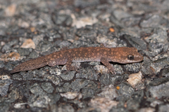 Diplodactylus lateroides