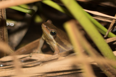 Litoria adelaidensis