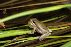 Litoria adelaidensis