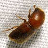 Xyleborus horridus - Photo (c) Mike Quinn, San Marcos, some rights reserved (CC BY-NC), uploaded by Mike Quinn, San Marcos