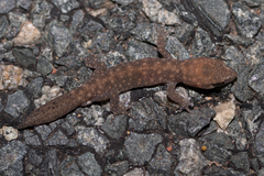 Diplodactylus lateroides