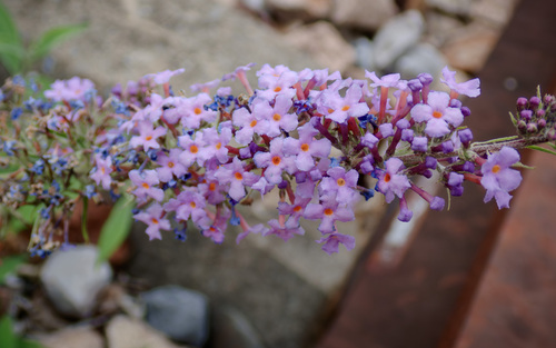 Butterfly bush