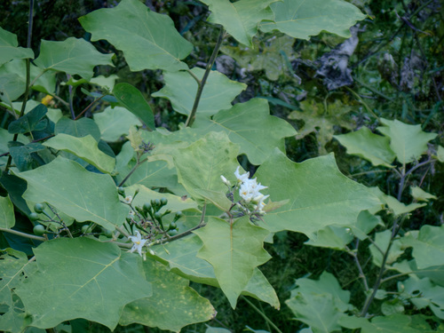 Turkey Berry