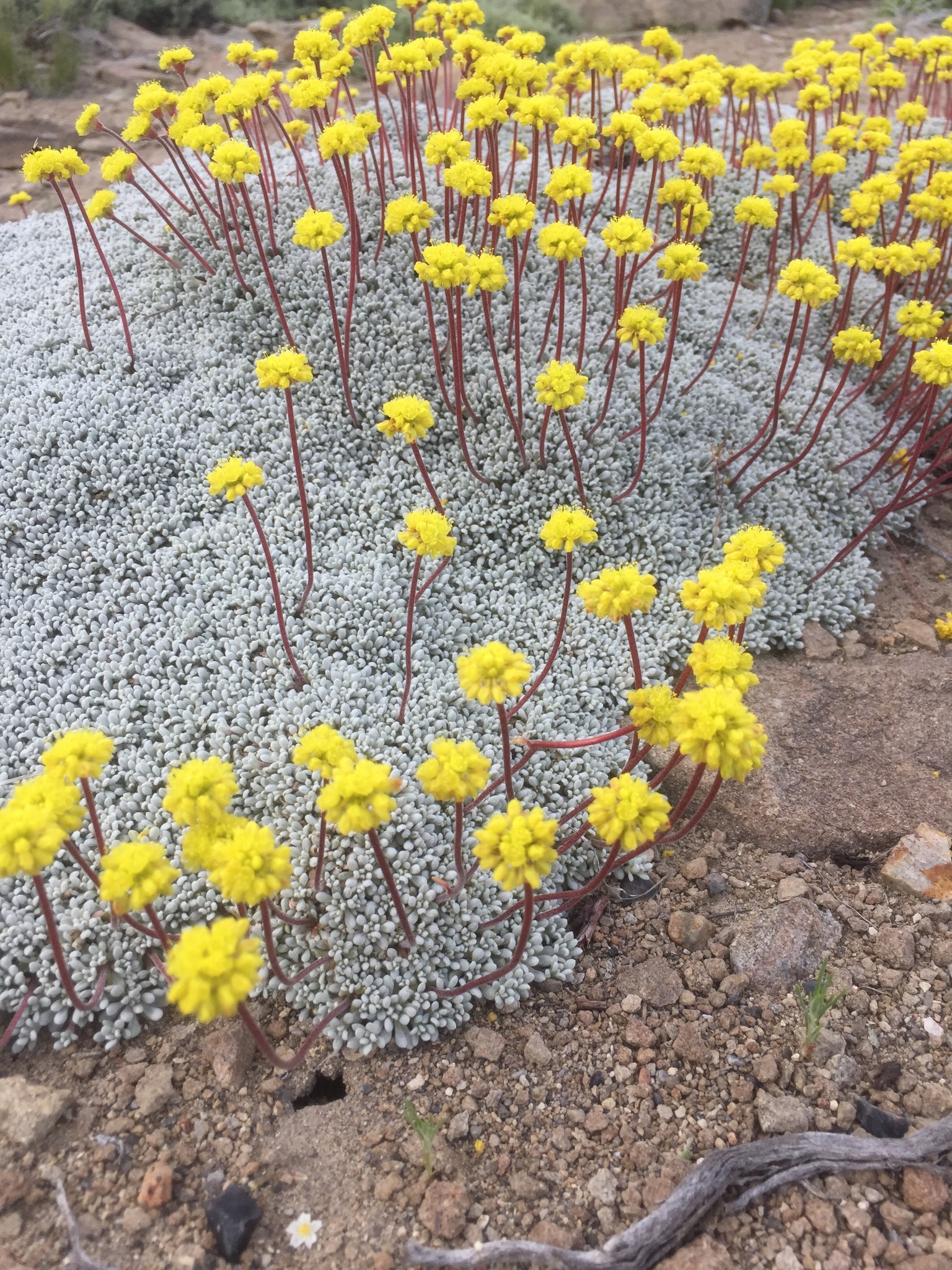 Eriogonum