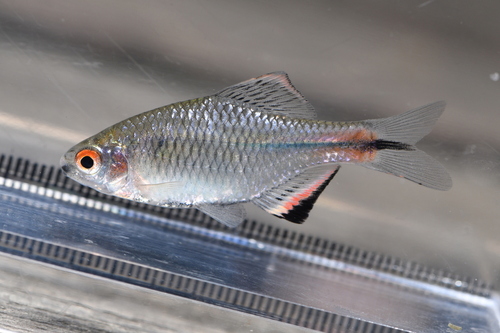 Taiwan bitterling (Tanakia himantegus) — Cyprinidae — 4