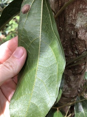 Aristolochia praevenosa