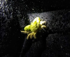 Mithraculus sculptus