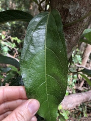 Aristolochia praevenosa