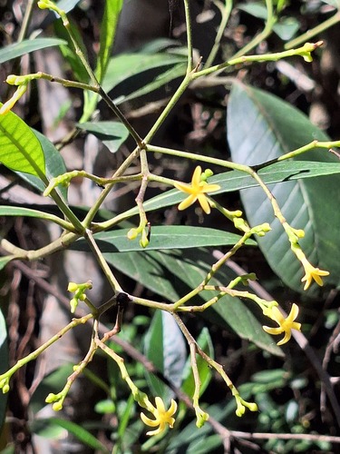 Alstonia vieillardii observed 2025-10-25