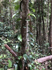 Aristolochia praevenosa
