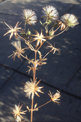 Brickellia paniculata