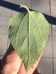 Brickellia paniculata
