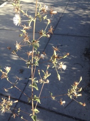 Brickellia paniculata