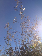 Brickellia paniculata