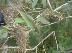 Ibatia