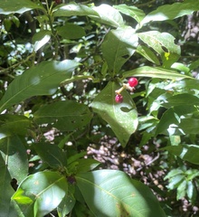 Psychotria subsessilis