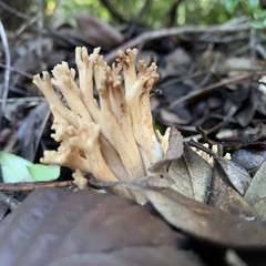 Ramaria acrisiccescens